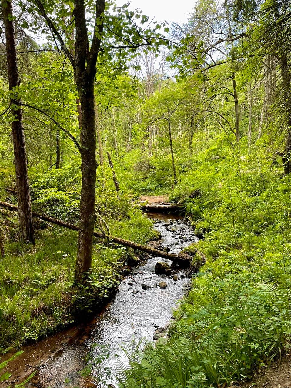 Enchanting Woodland Walk