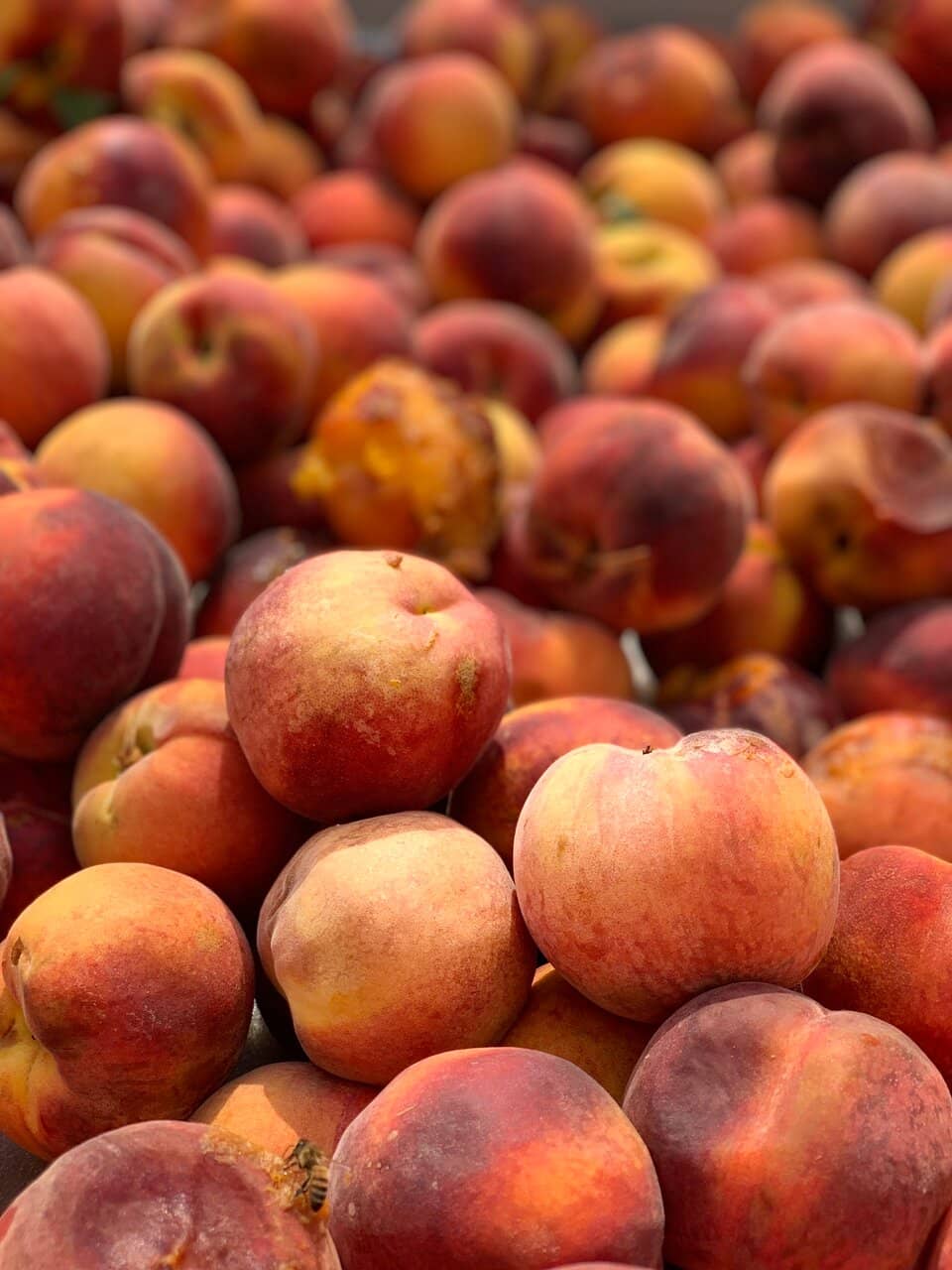 Gourmet Gift Baskets