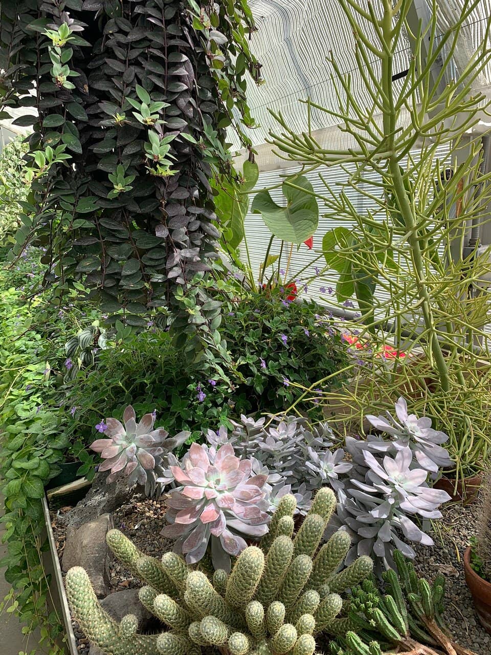 Tropical Plant Collection