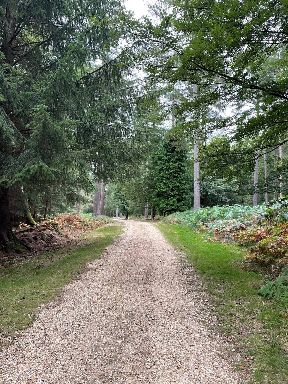 Encountering New Forest Ponies