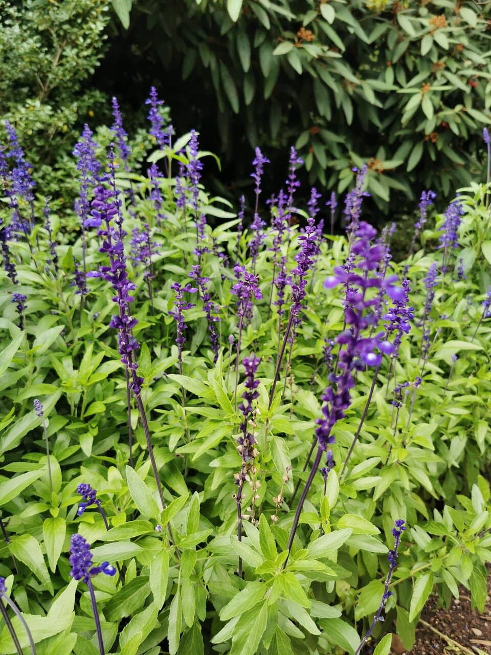 Peacocks Roaming Freely
