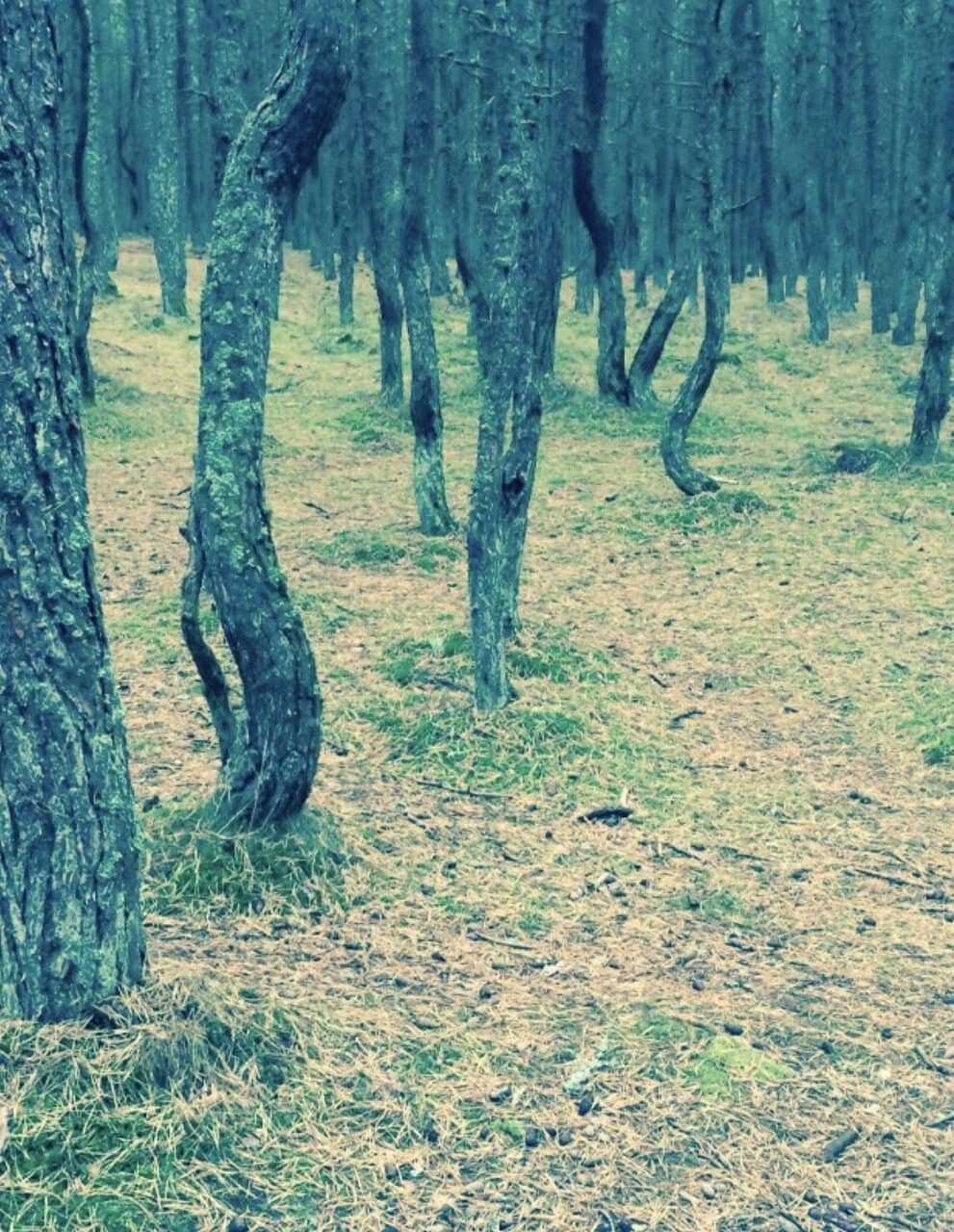 Wooden Boardwalks