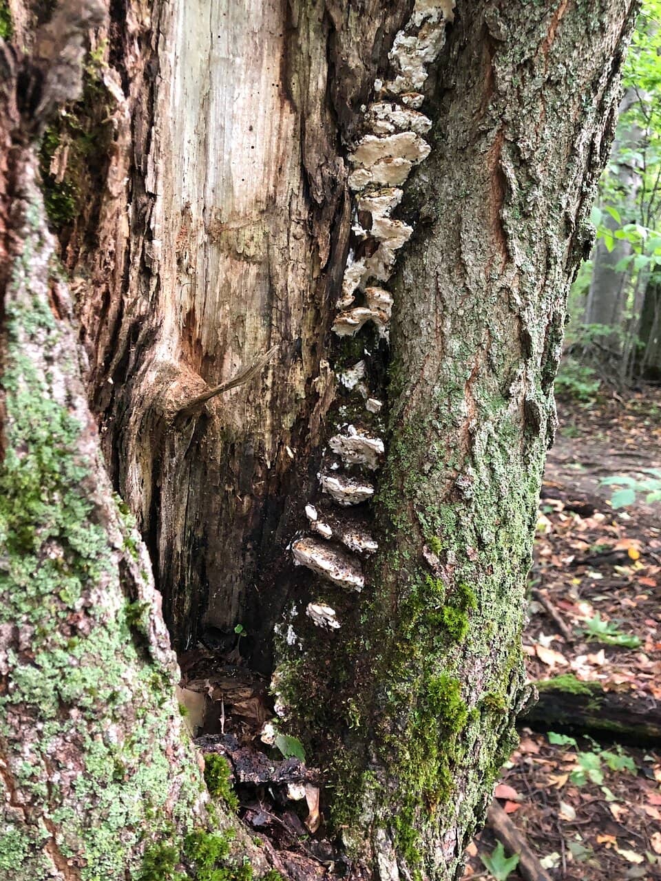 Magical Winter Wonderland