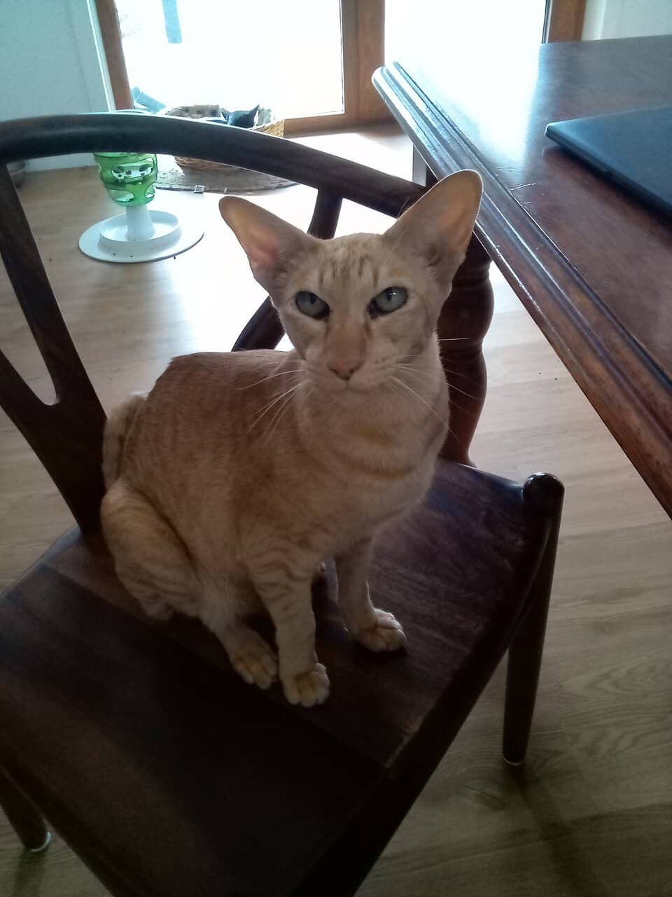 Vintage & Bric-a-Brac