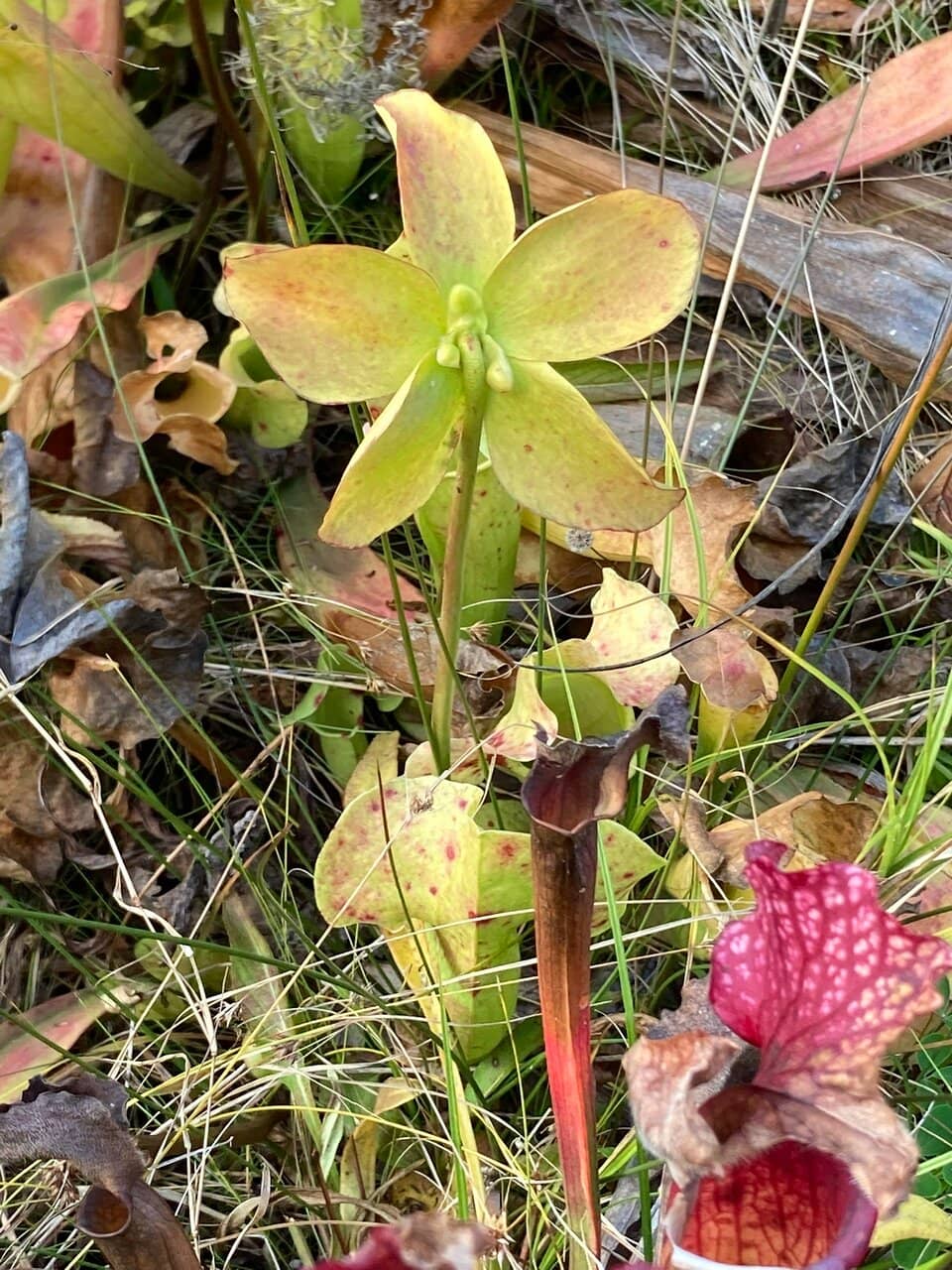 Spring Azalea Blooms