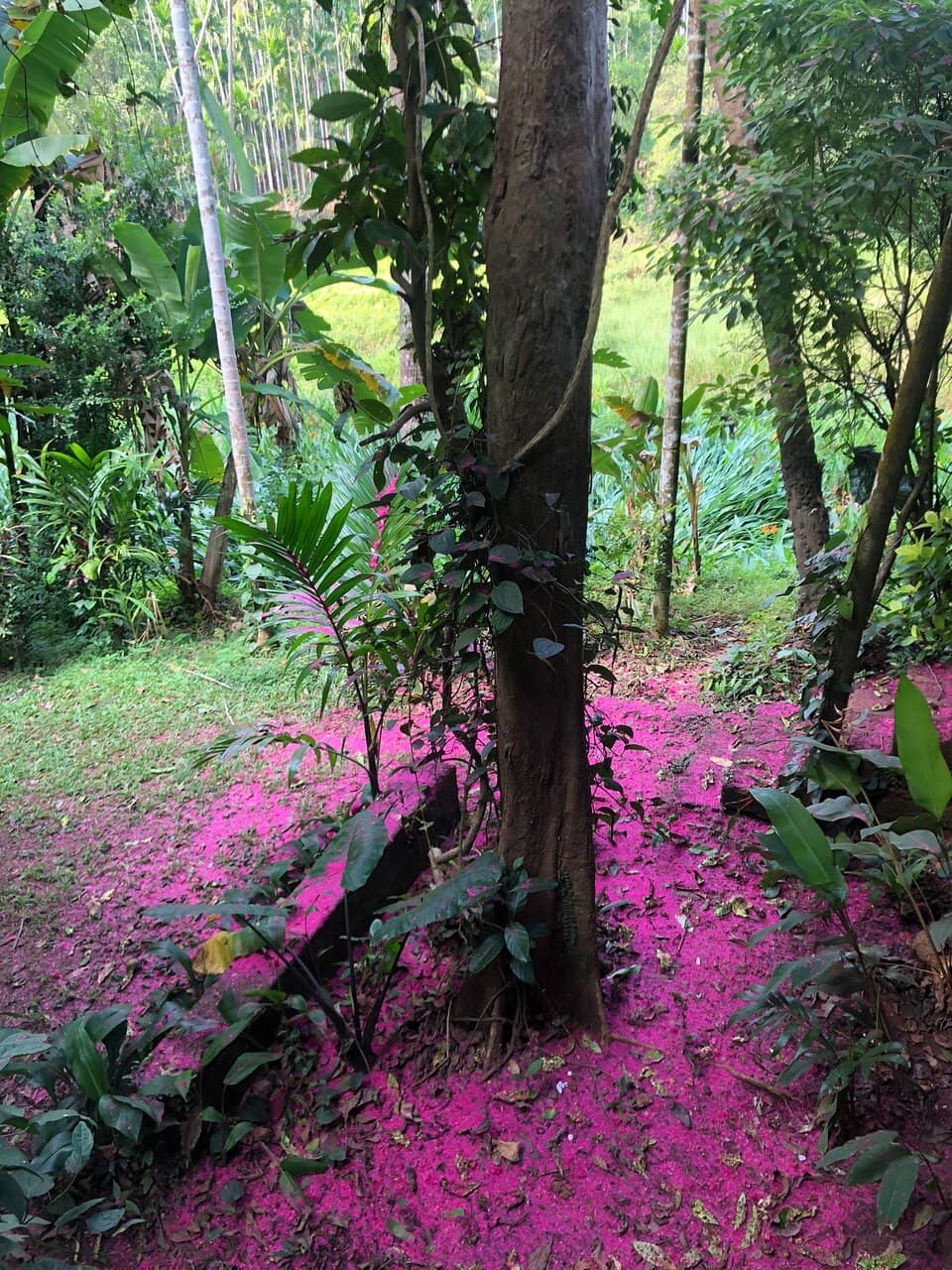 Authentic Saraswat Brahmin Meal