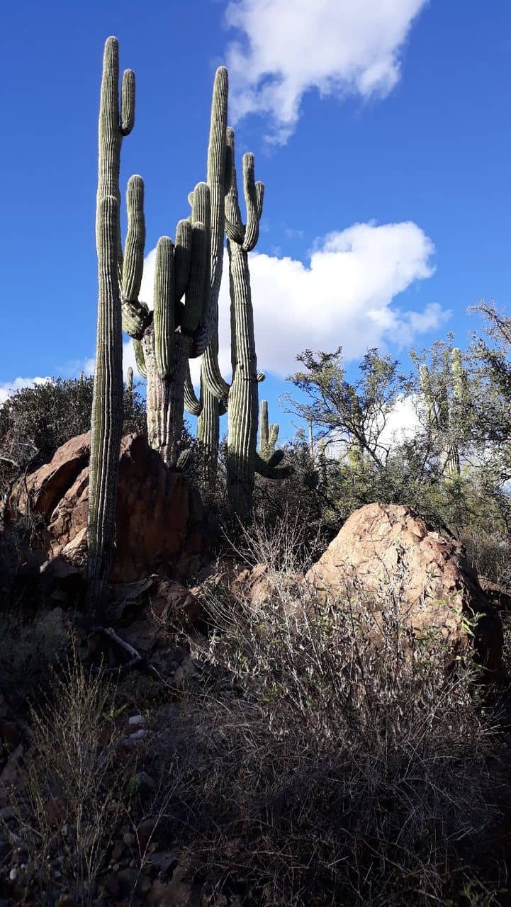 Sonoran Desert Flora