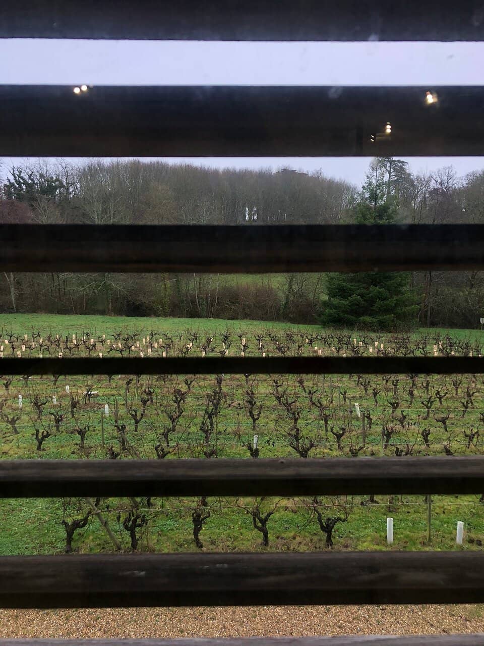 Family Grape Harvest