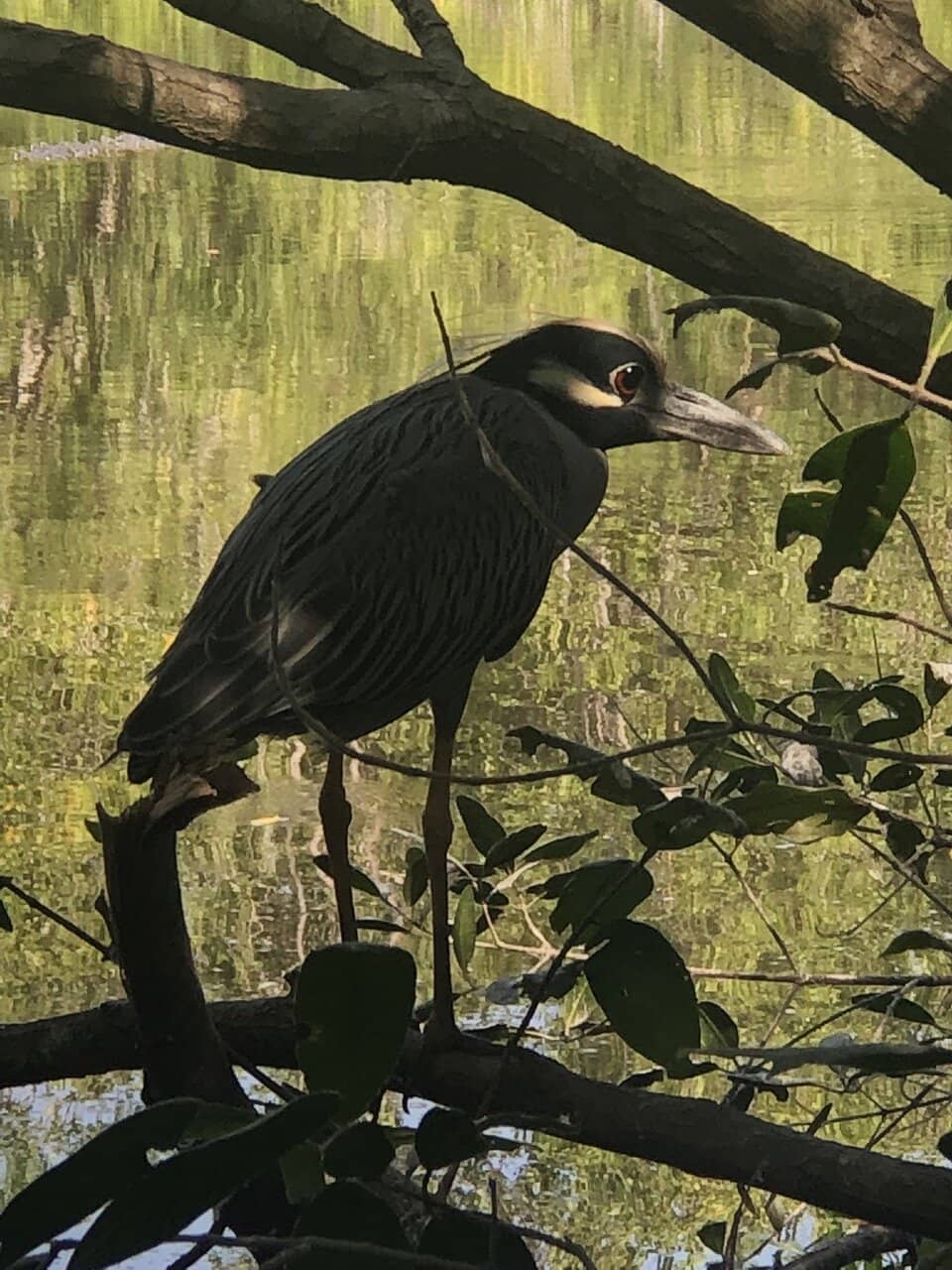 Sunset Wildlife Viewing