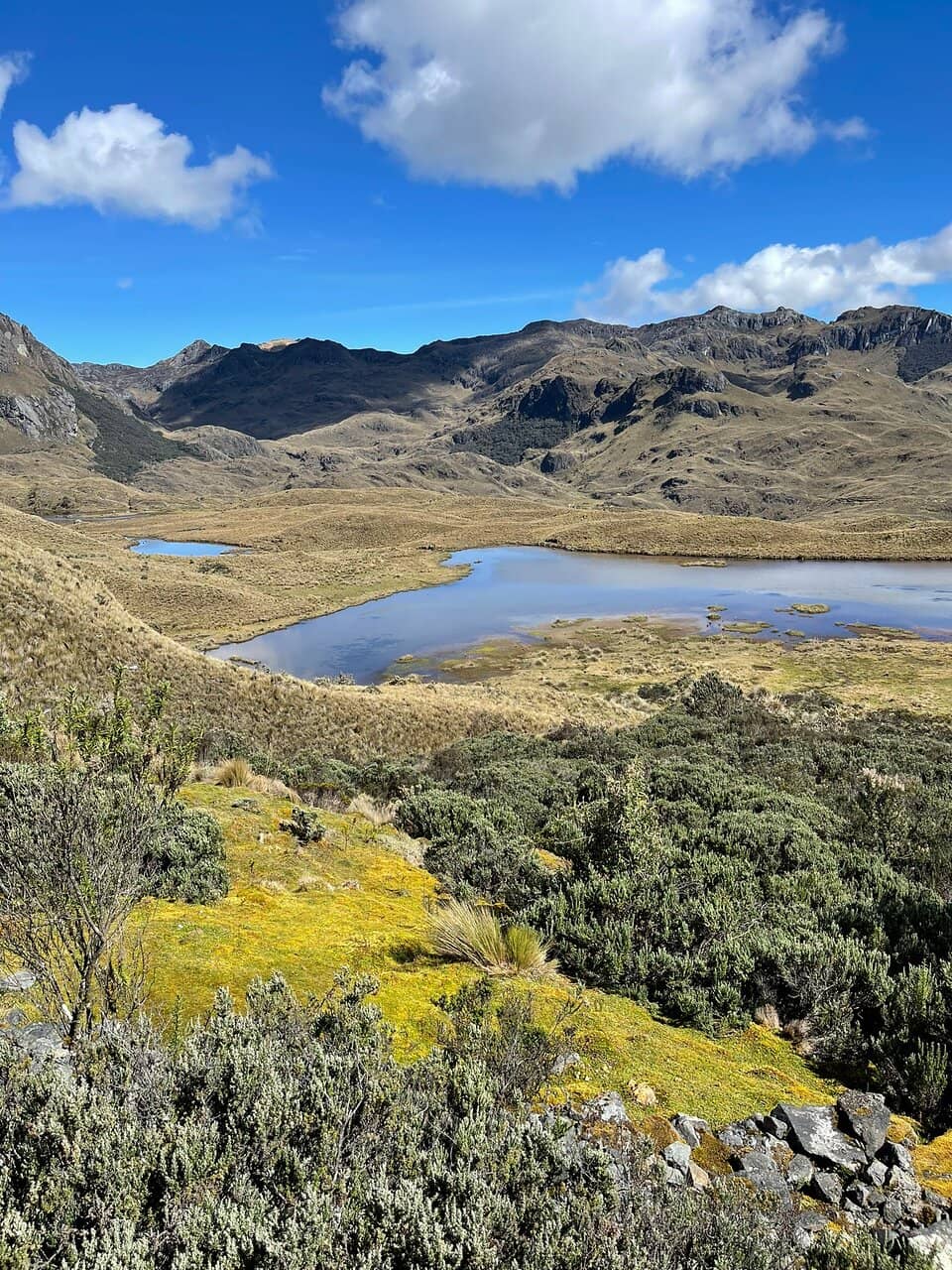 Andean Biodiversity