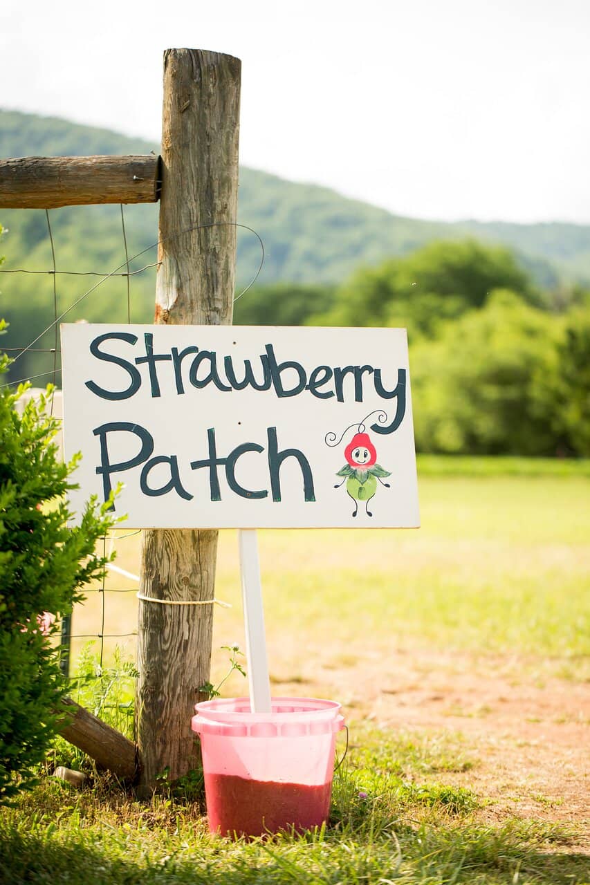 Pick-Your-Own Peaches