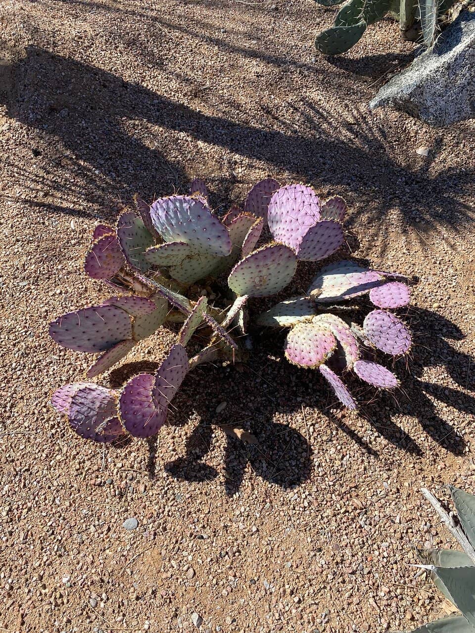 Playground & Picnic Areas