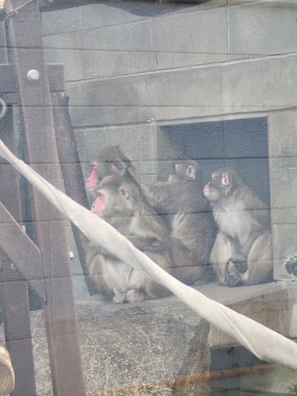 Anakuma Badger Sighting