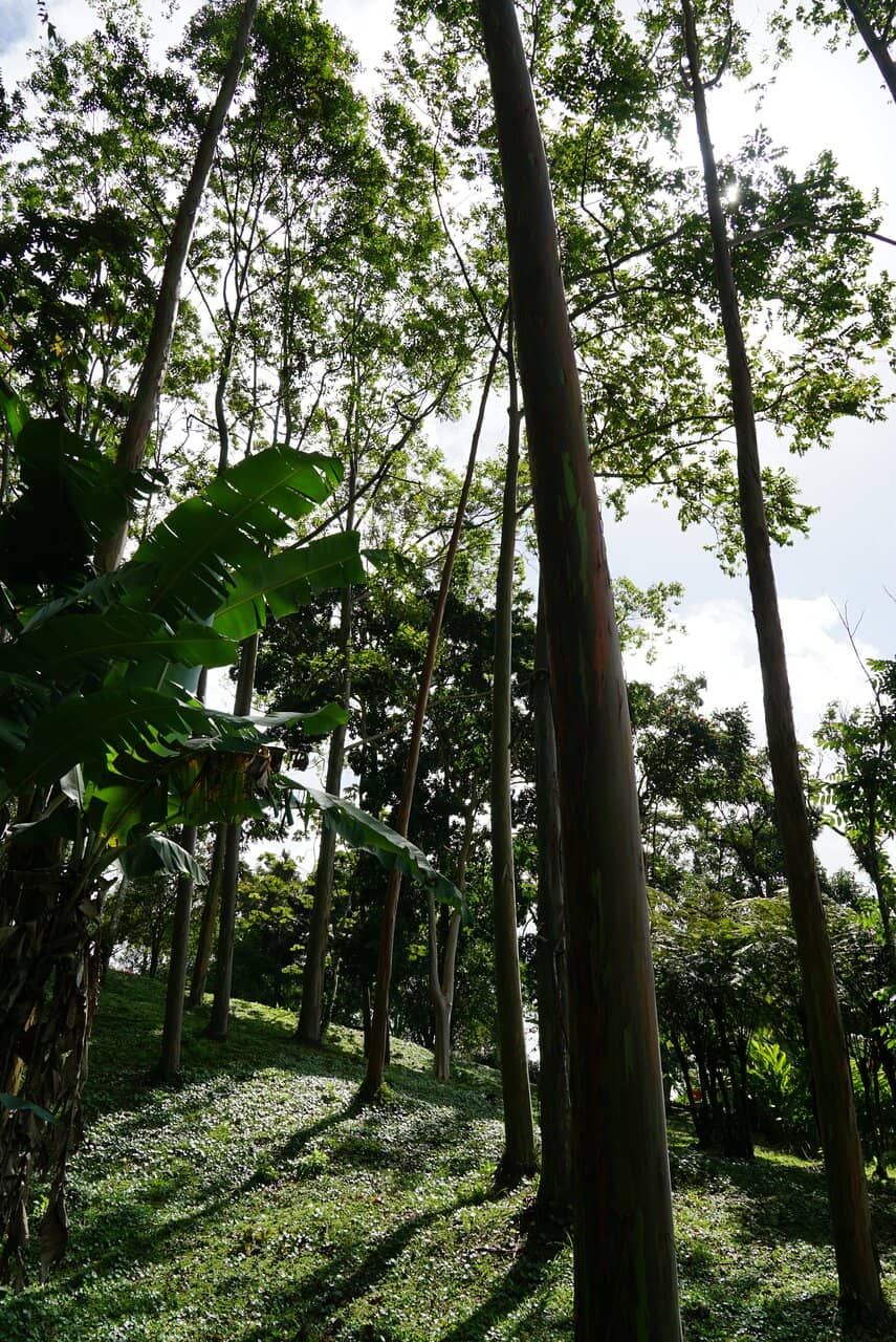 Lake Arenal Panorama