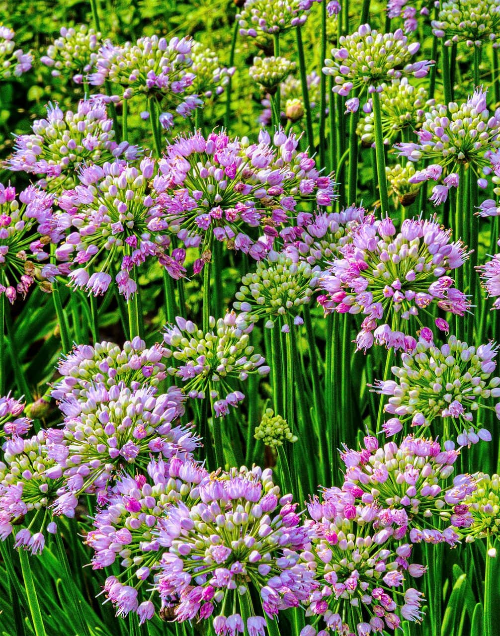 Diverse Garden Zones