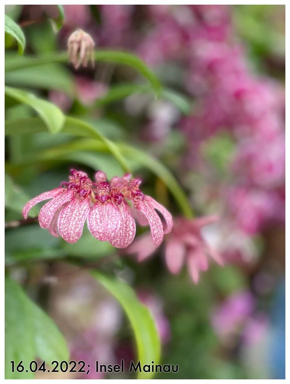 The Palatial Residence