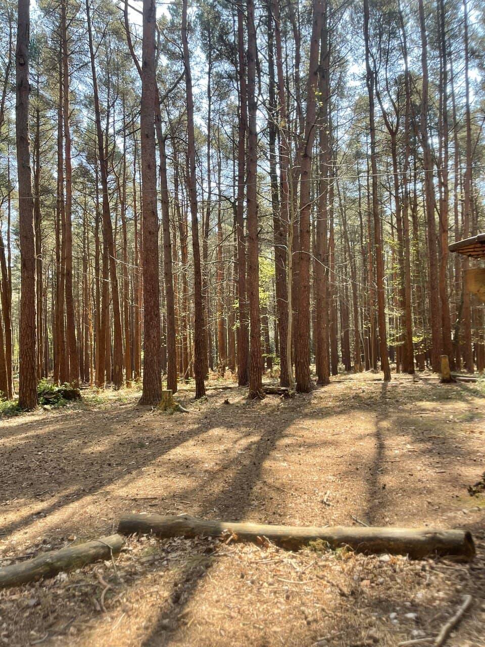 Forest Segway Experience