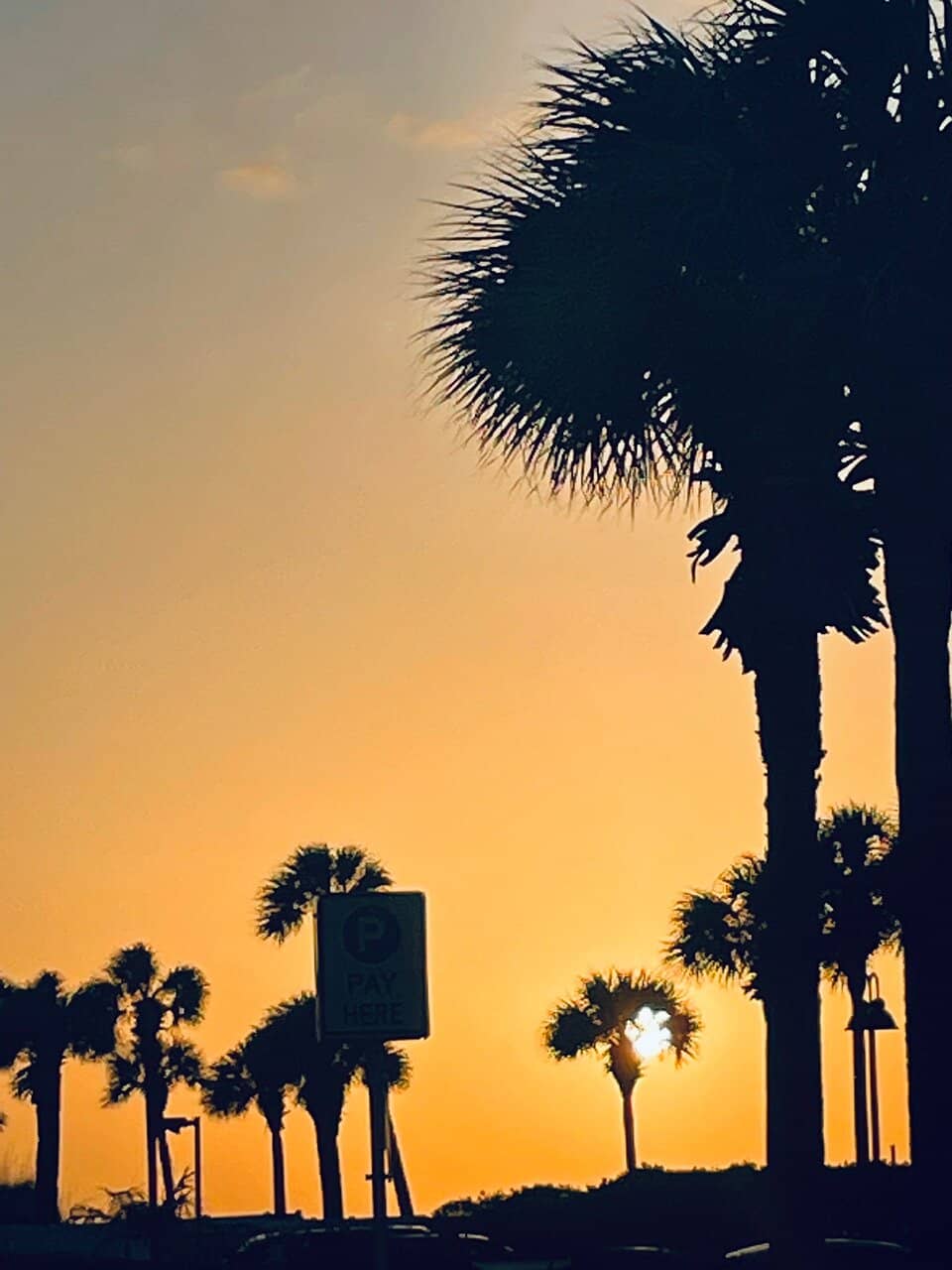 Seafood & Burger Delights