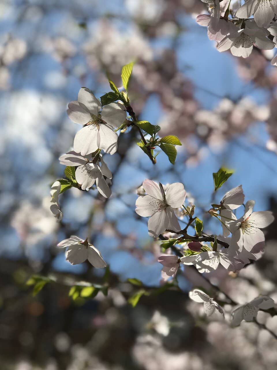 Martin's Park Playground