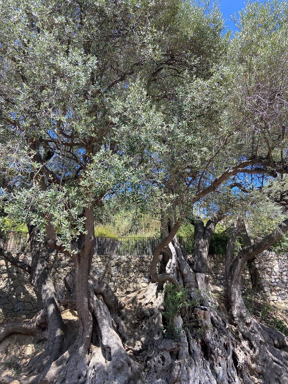 Mediterranean Vistas