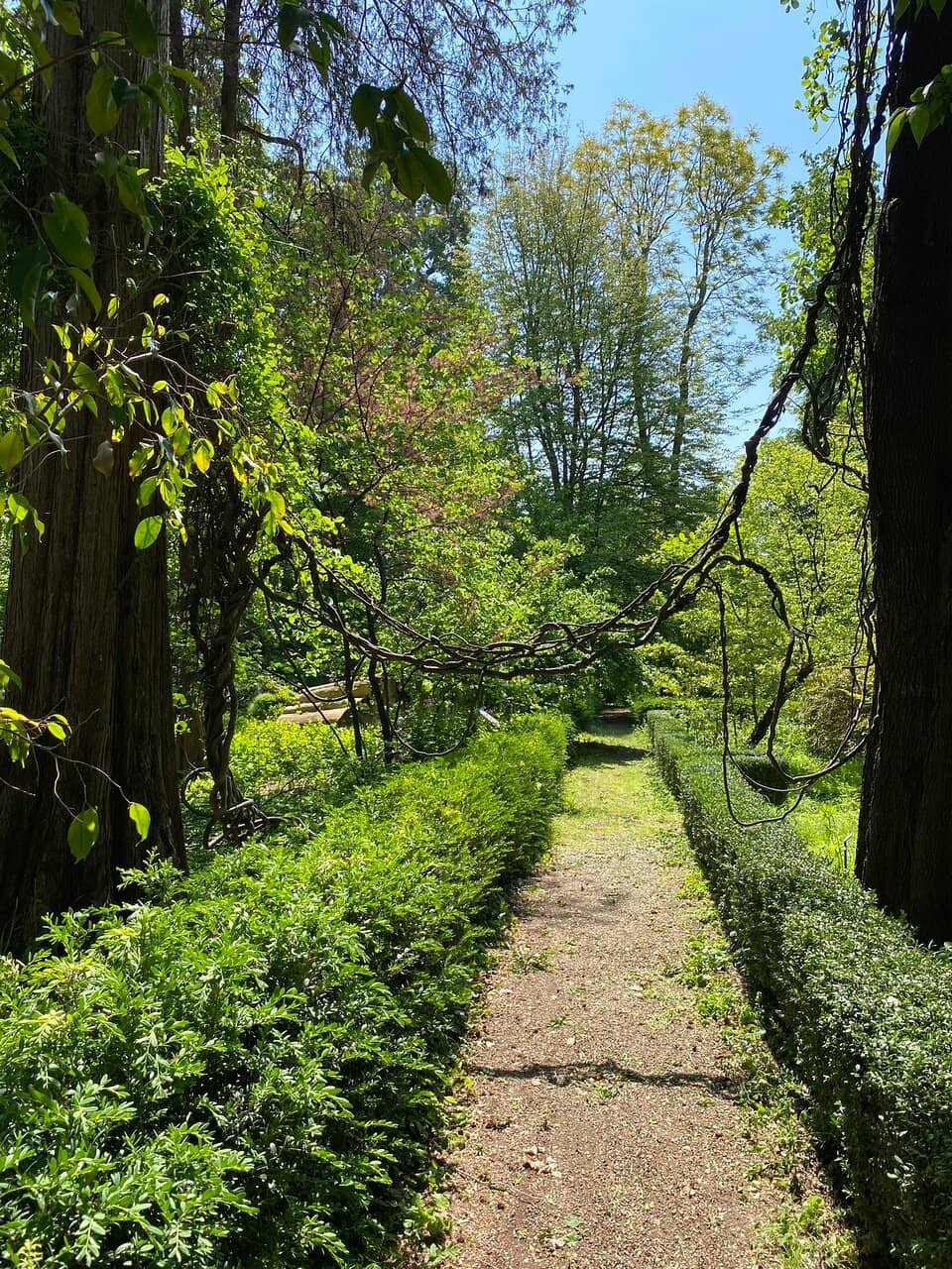 The Ancient Ginkgo Tree