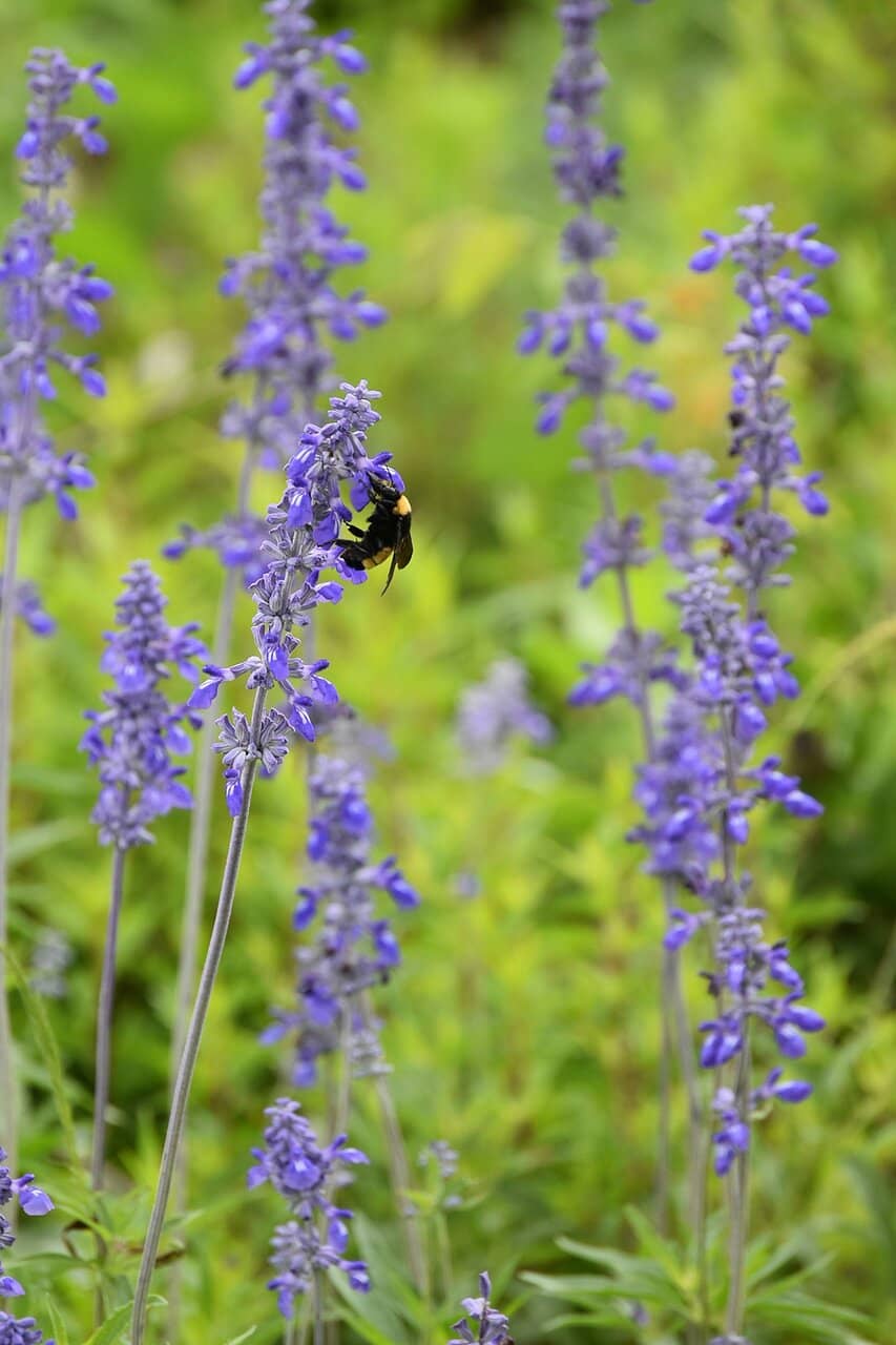 Bird and Wildlife Viewing