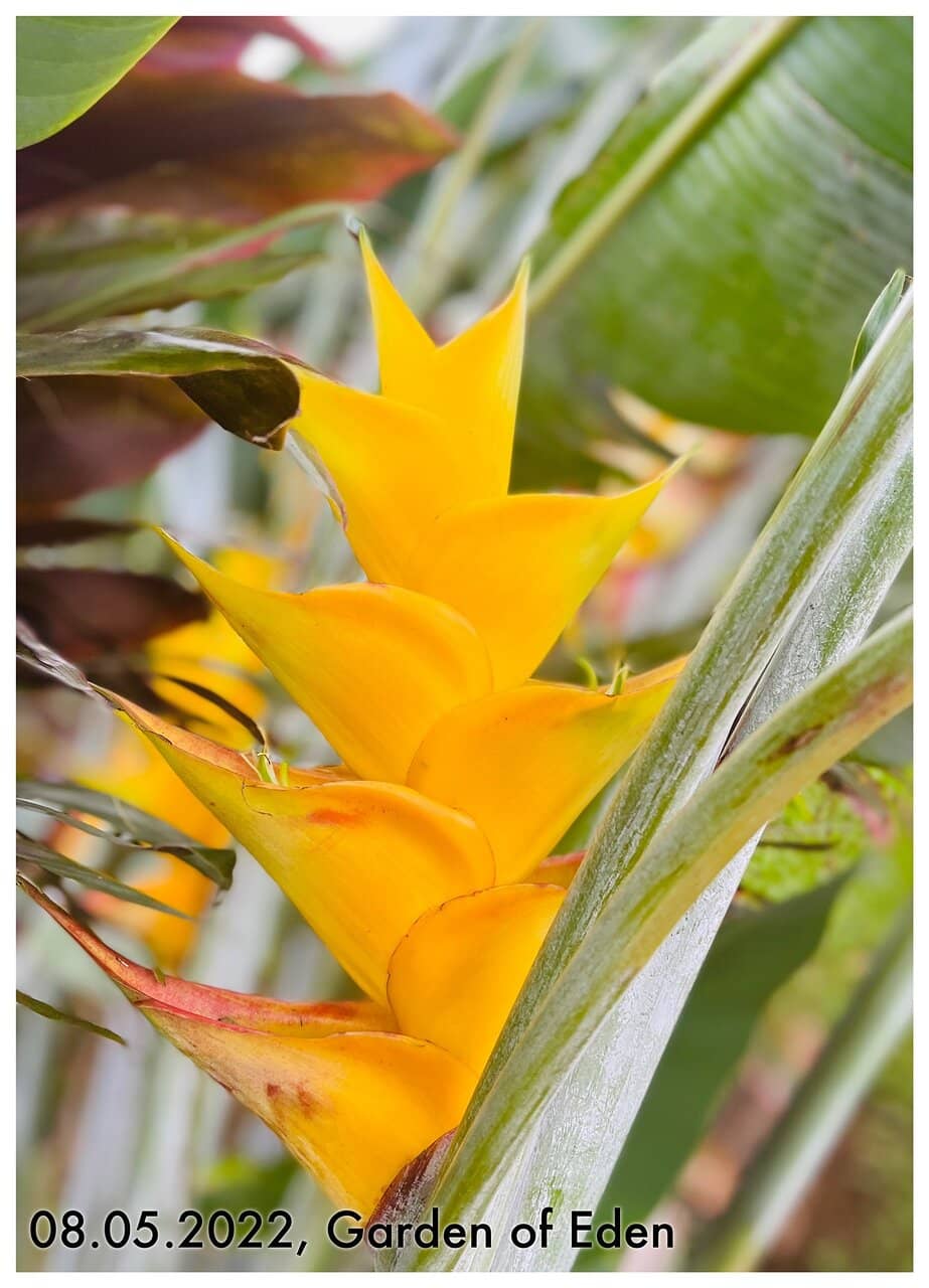 Cascading Waterfalls