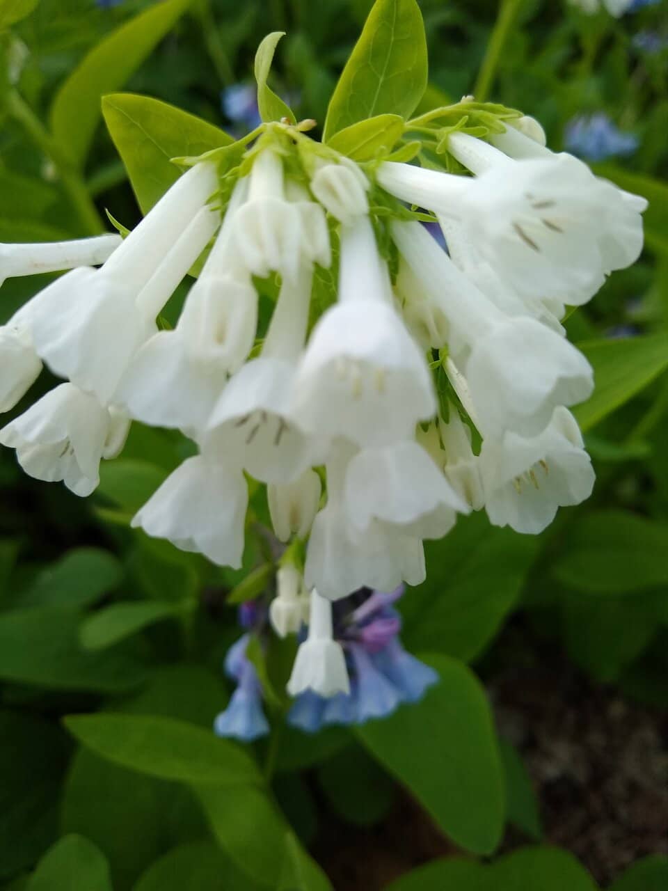 Nature-Based Playground