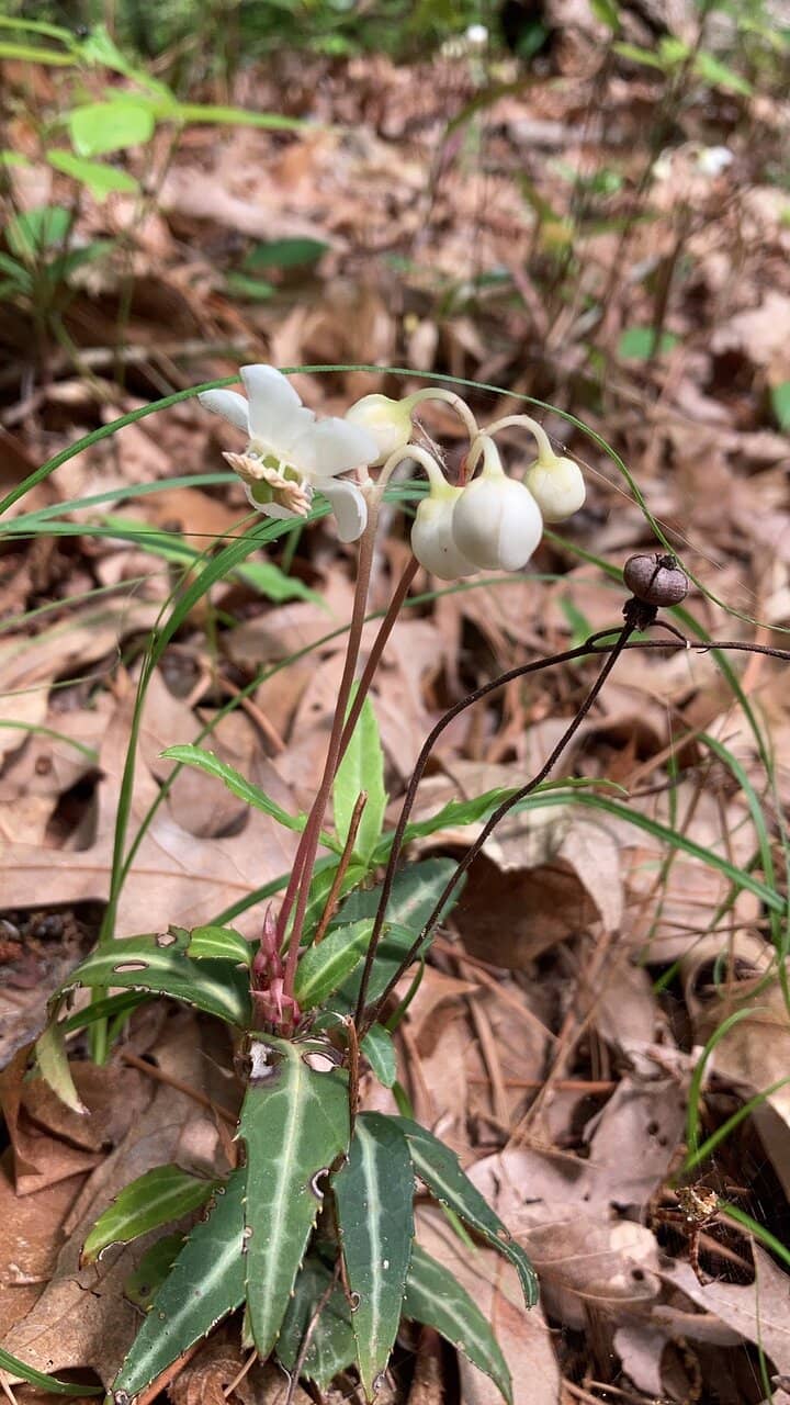 Birdwatching Opportunities