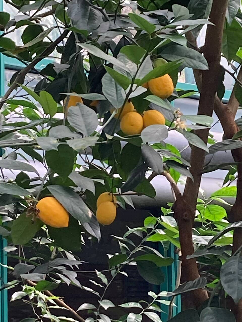 Water Lily Collection