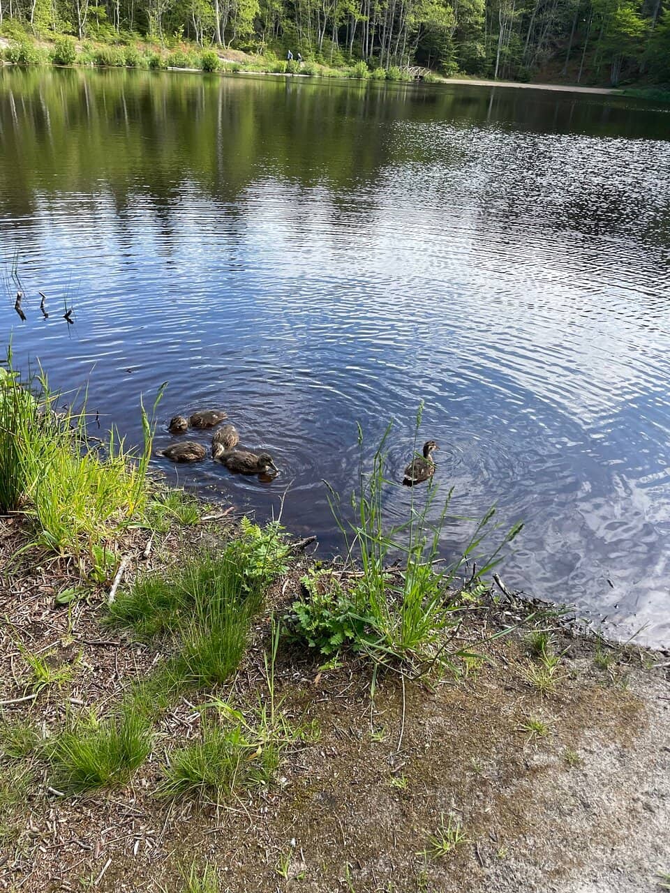Beach Access & Swimming