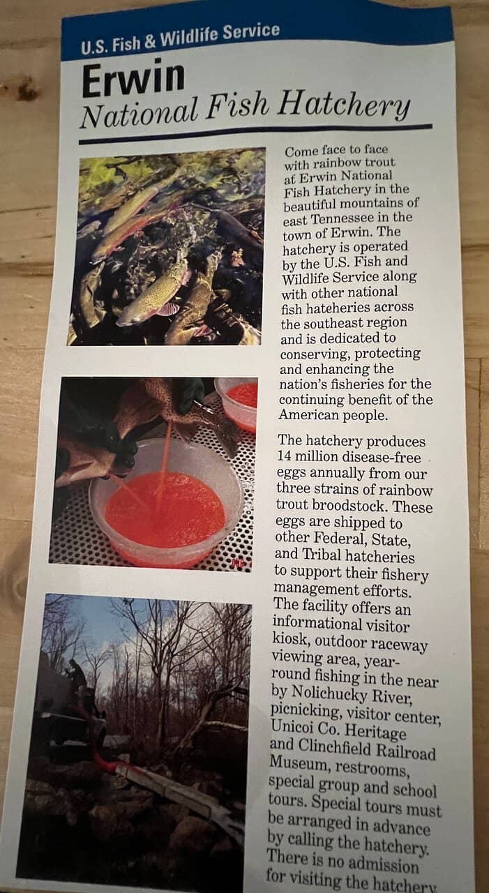 Diverse Fish Life Stages