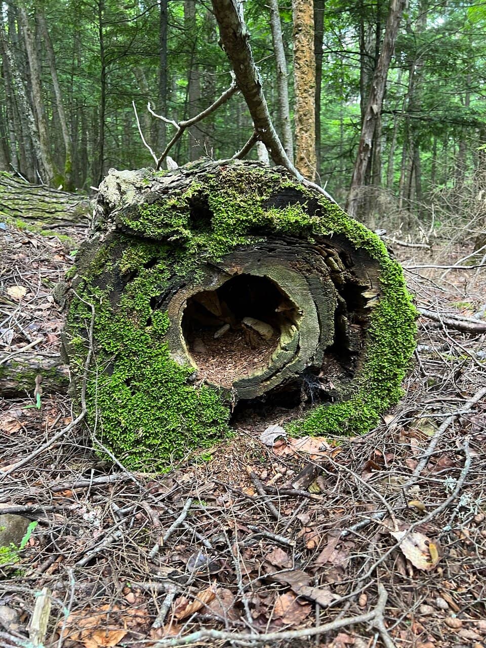 Duck Pond & Playground