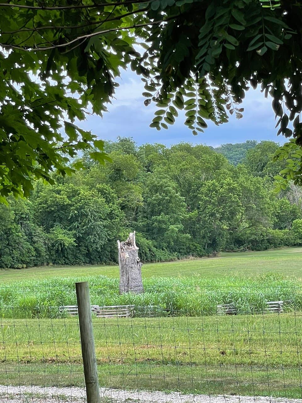 Historical Timeline Tree Slice