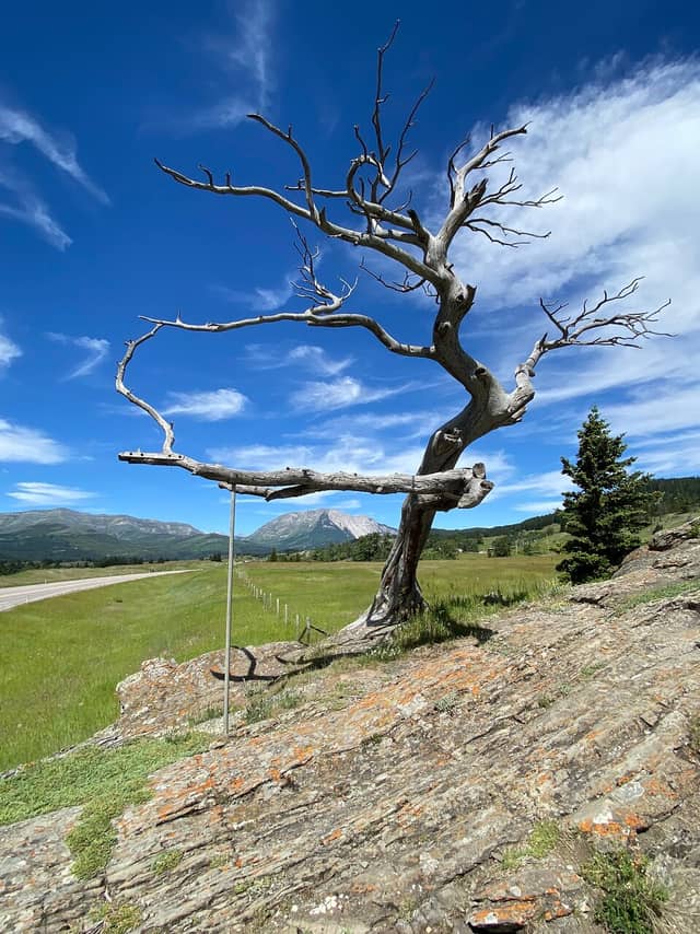 Burmis Tree (2026) – Best of TikTok, Instagram & Reddit Travel Guide