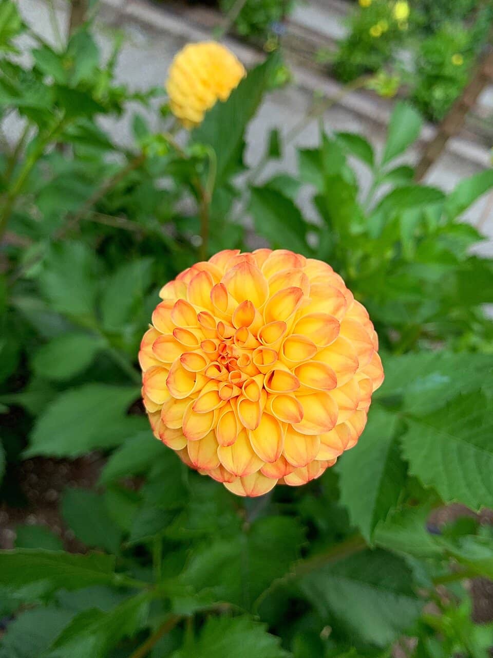 Dahlia Trial Garden