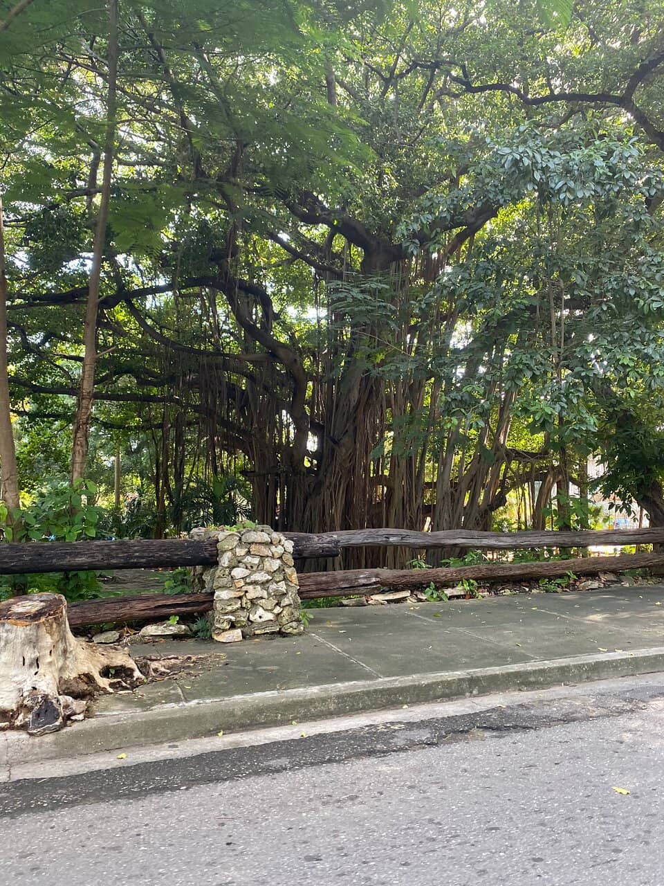 Majestic Riverside Trees