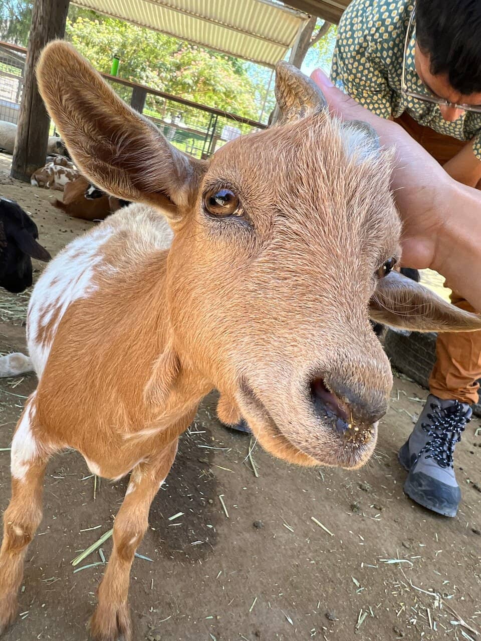 Fall Harvest Festival