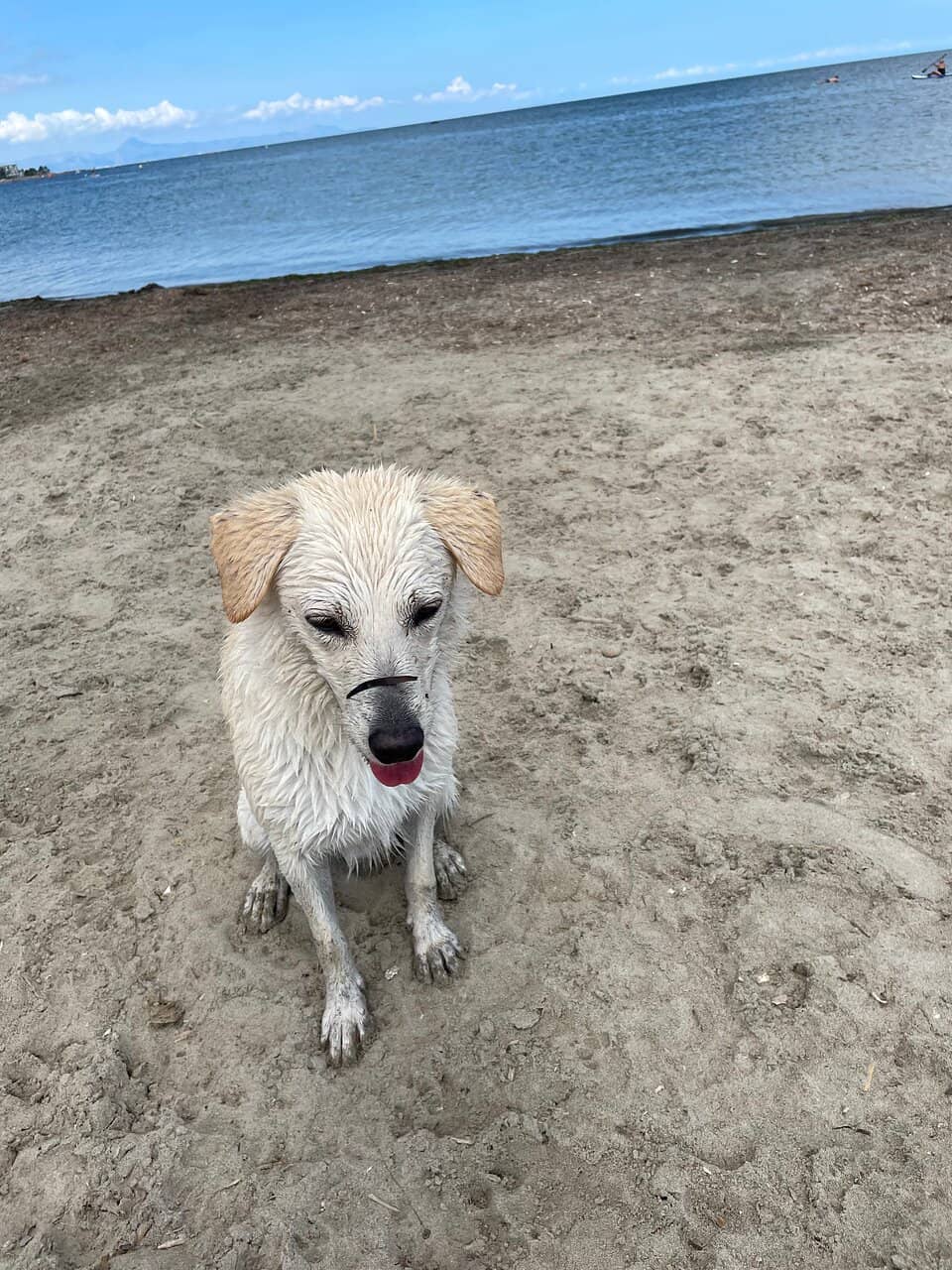 Dunes and Palm Trees