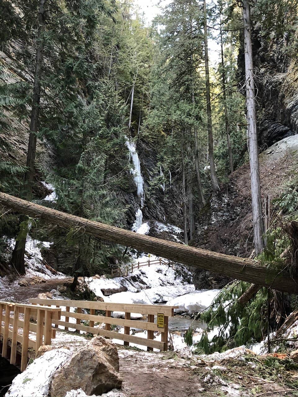 Accessible Forest Trails