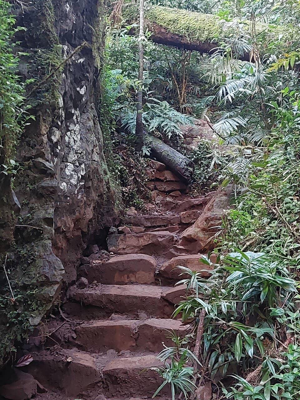 Lush Rainforest Framing