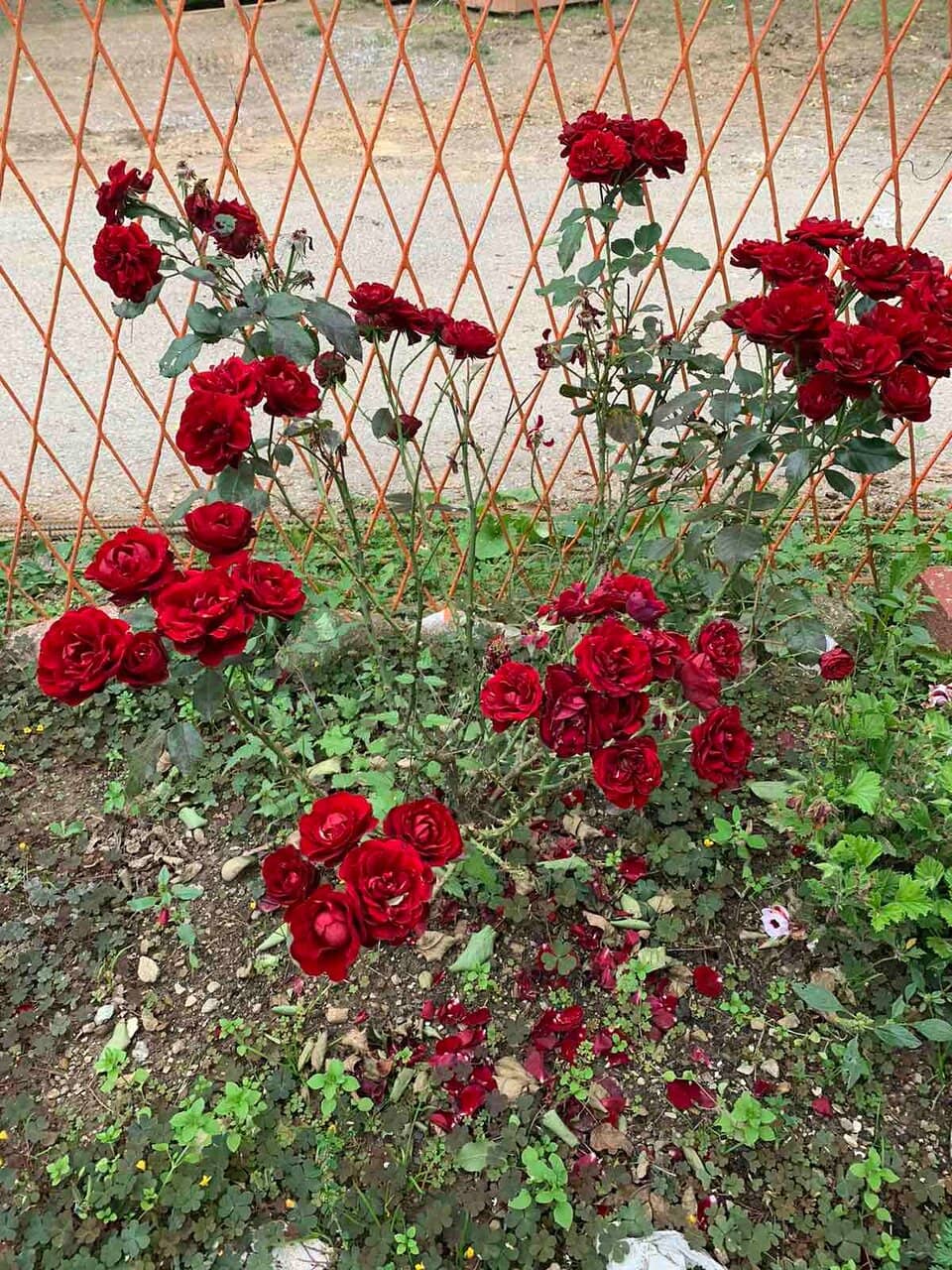 Panoramic Hilltop Views