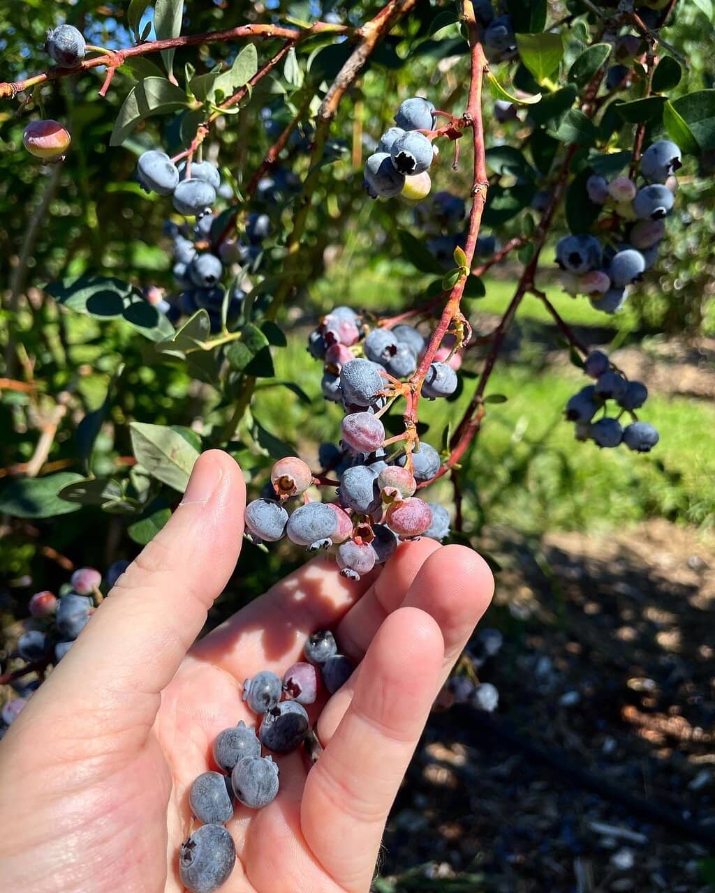 Award-Winning Cider & Brandy