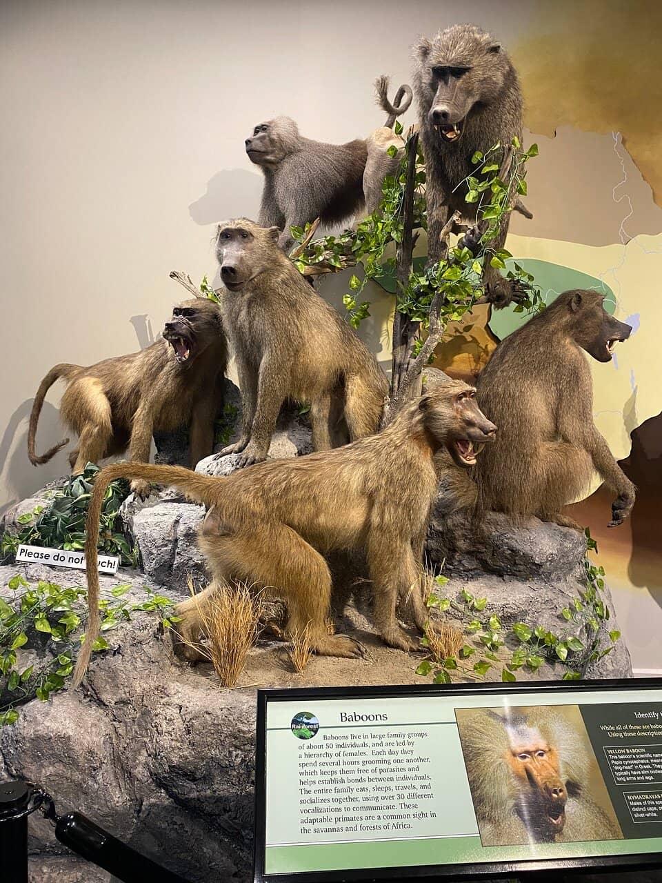 Diverse Bird and Insect Collections