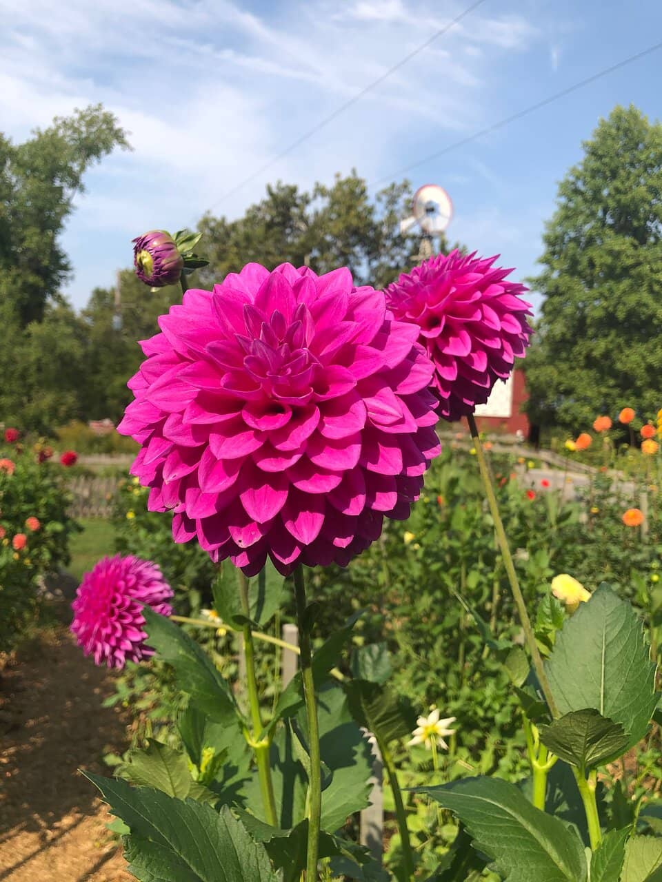 Native Plant & Dahlia Garden