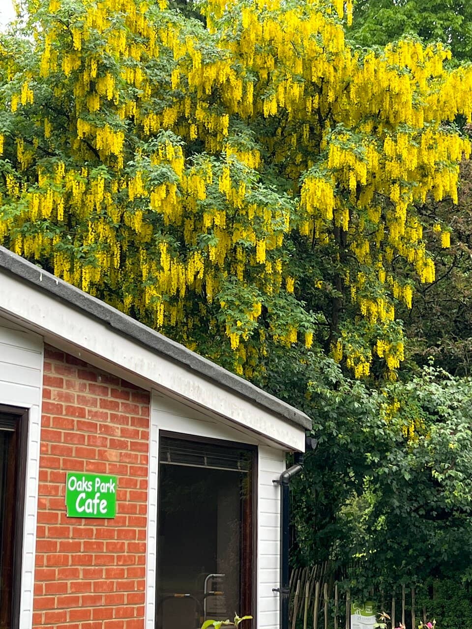 Oldest Roller Rink in the US