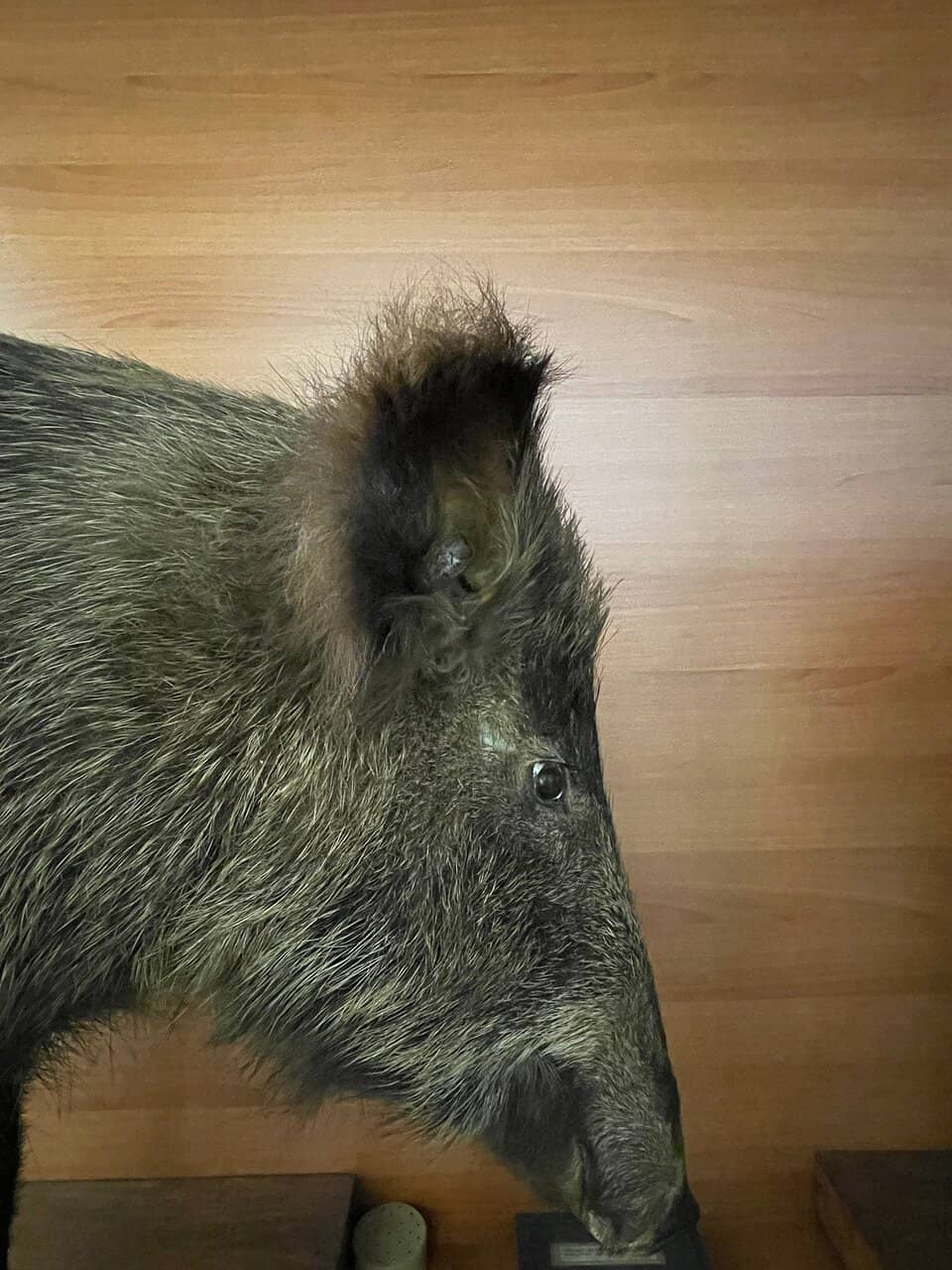 Friendly Security Guard's Tortoise