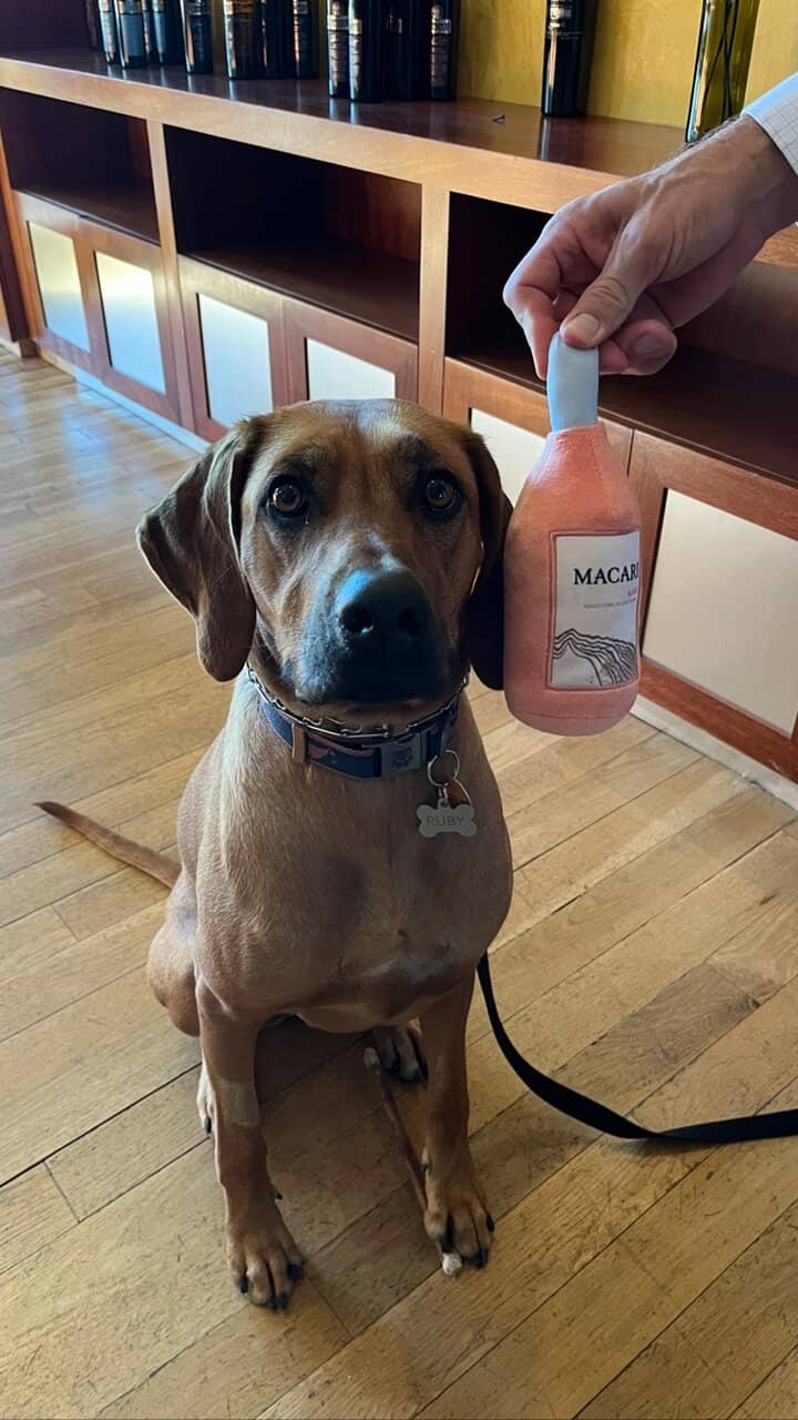 Wine Tasting Experience