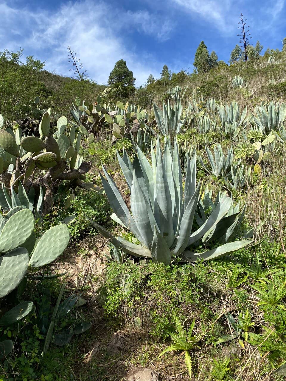 Punta de Teno Lighthouse