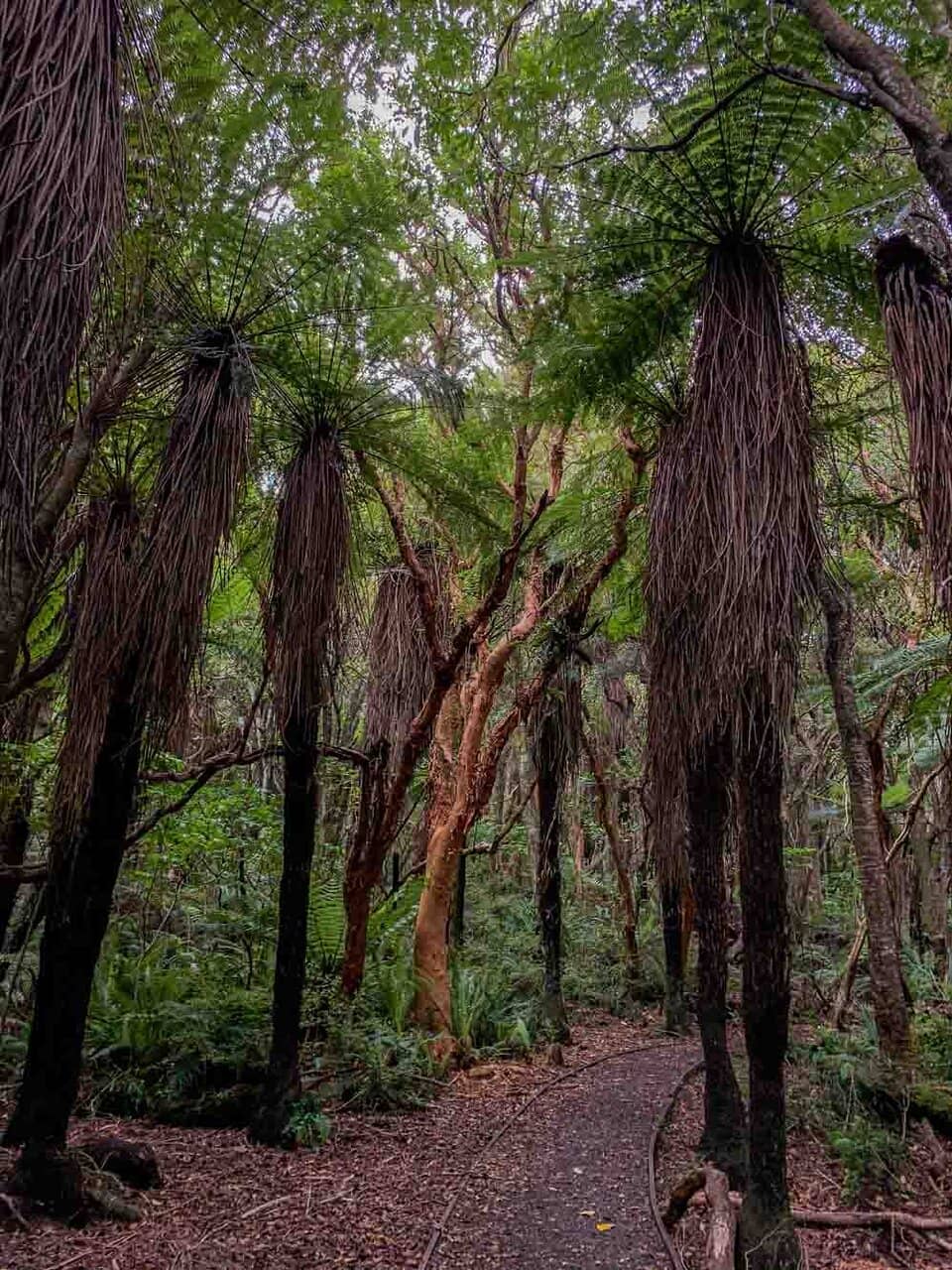 Tree Ferns and Beech Trees